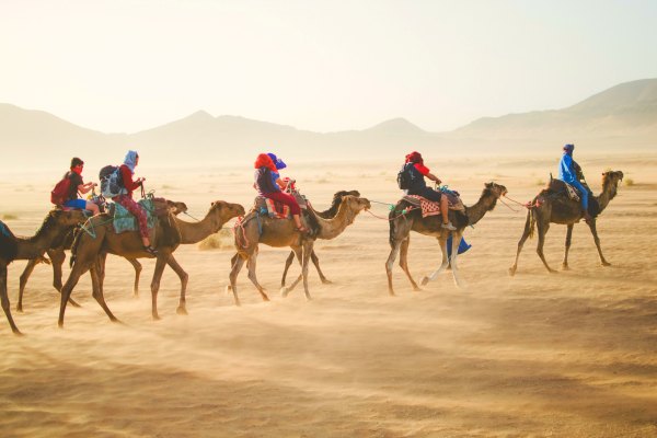 Camel riding in the desert on tour in Morocco