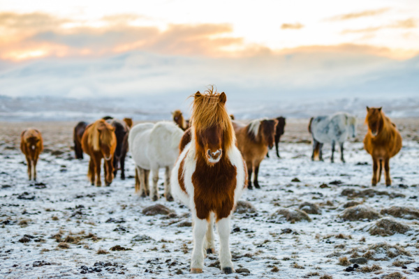 Iceland horses spotted along the Ring Road in Iceland