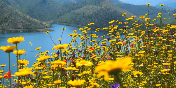 Yellow wildflowers on the Douro river