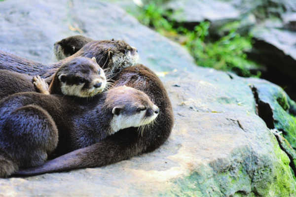 River otters on Columbia River Cruise