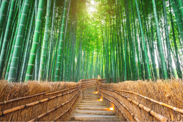 Sagano Bamboo forest in Kyoto Japan