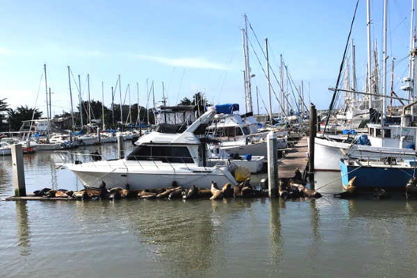 a group of sea lions relaxing on a dock in the sun