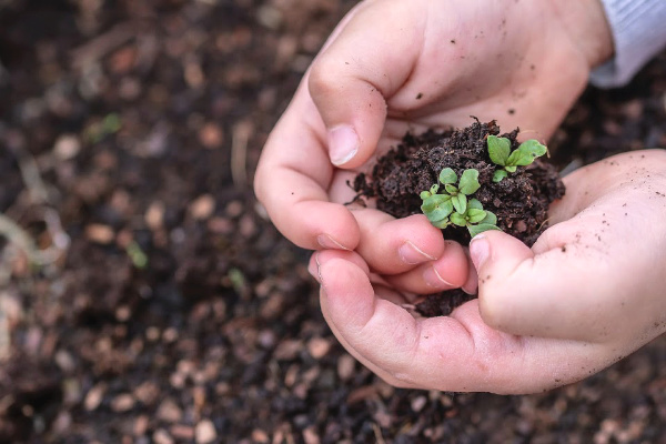 Seedling in soil