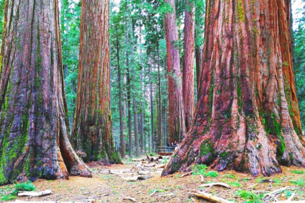 Enormous trees in Sequoia national park