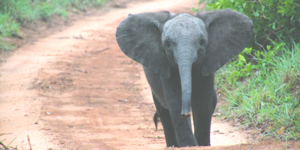 Baby elephant on africa safari