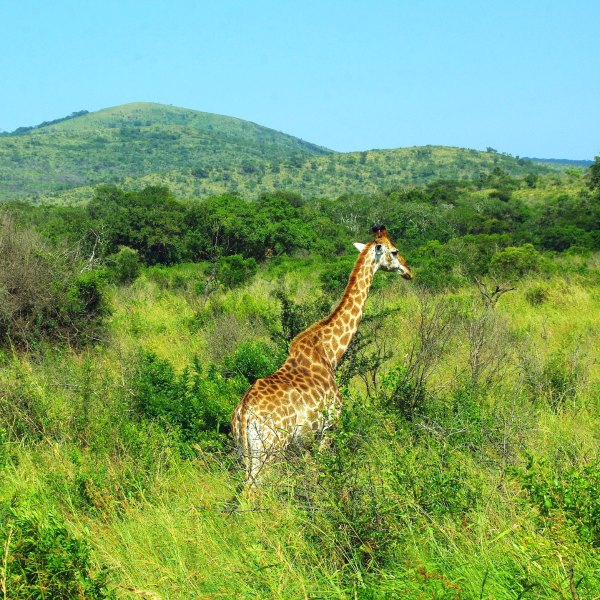 Giraffe at Kruger National Park in South Africa