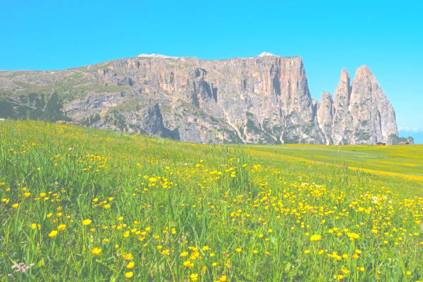 Spring flowers in the Dolomites