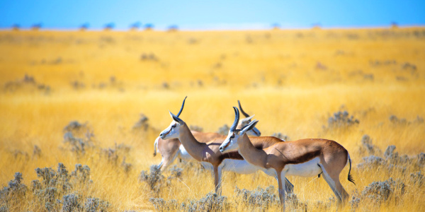 Springbok sighting on africa safari