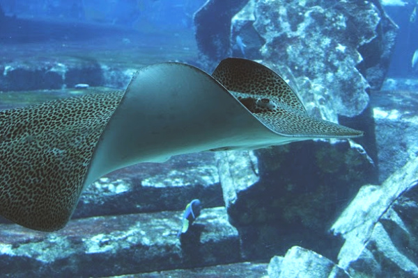 Stingray