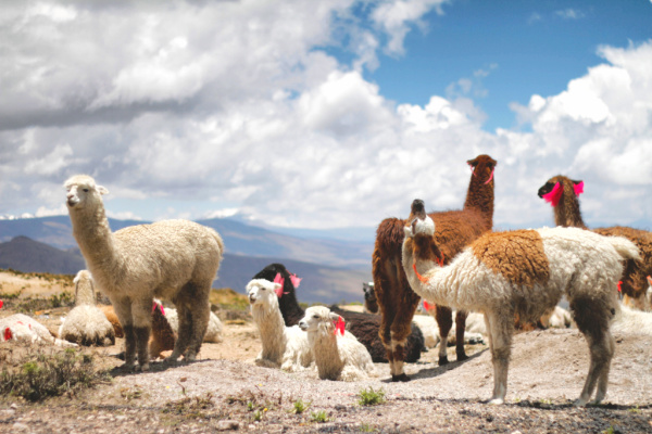 Group of llamas spotted on road trip through Peru