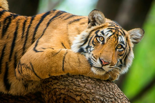 Tiger sanctuary in India with Discover Corps