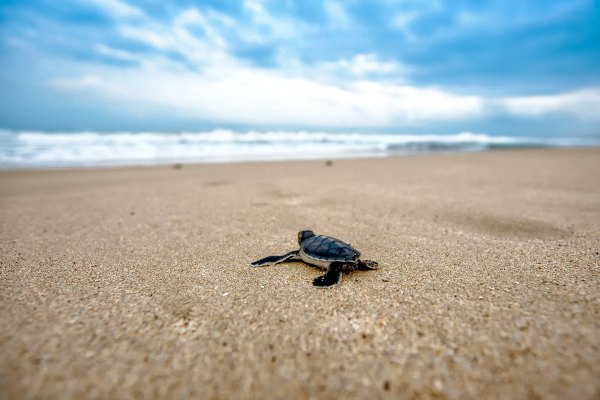 Turtle hatchling on the way to the ocean