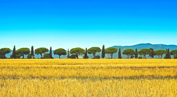 Line of trees in Tuscany