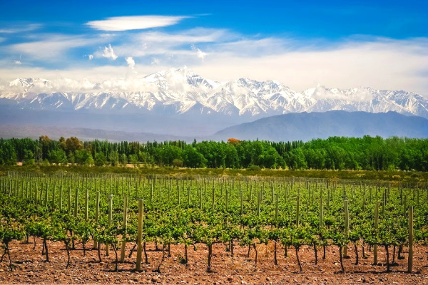 Vineyard in Argentina