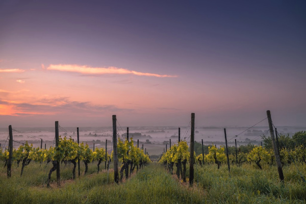 A vineyard landscape photo at sunset