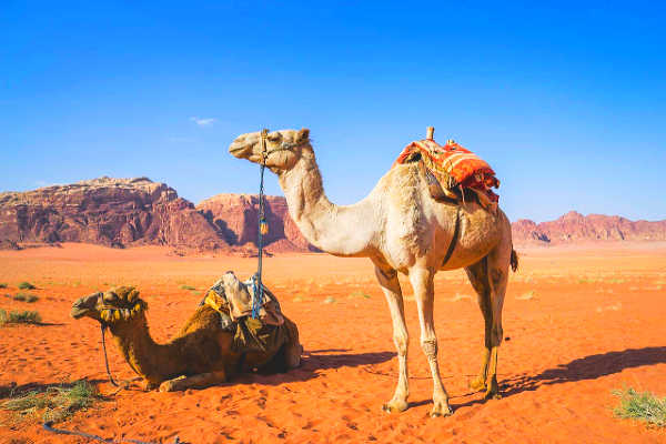 Camels in the desert of Wadi Rum in Jordan