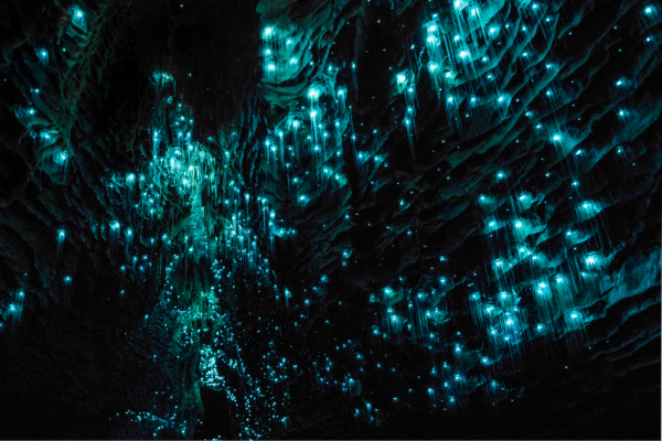 Waitomo glowworm caves in New Zealand