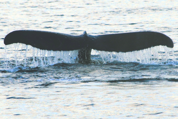 Whale breaching 