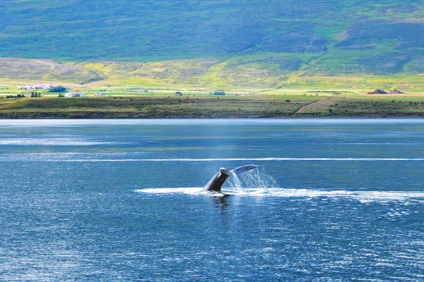 humpback whale in iceland