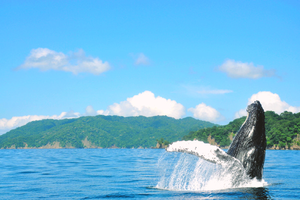 Humpback whale breach in costa rica
