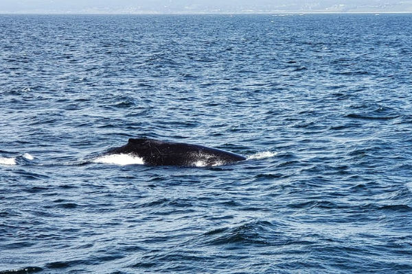 a gray whale in the ocean with its back out of the water