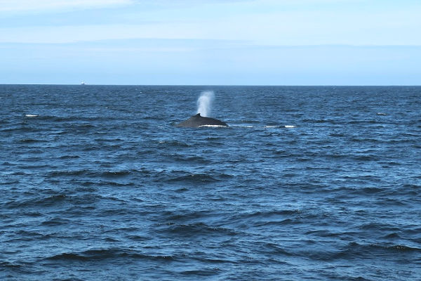 a whale spouting water out of the ocean 