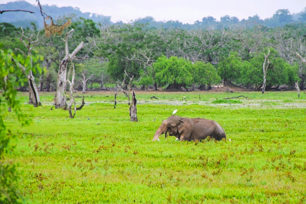 Elephant in Yala National Park Sri Lanka