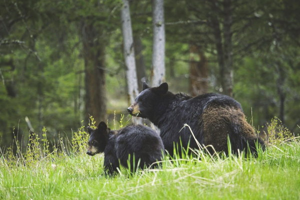 Black bear mother and cub in Yellowstone National Park North America