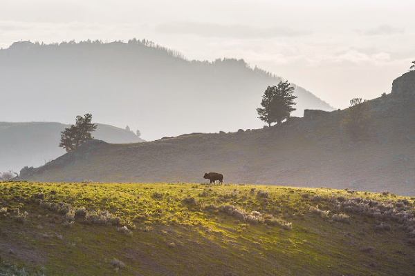 Lone Buffalo in Yellowstone National Park