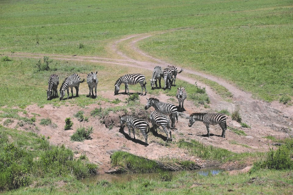 Zebras in Africa Masai Mara