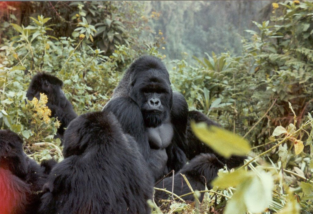 Uganda Gorillas