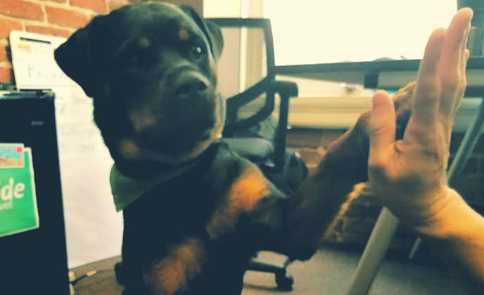 Athena, Stride office dog, giving a high five