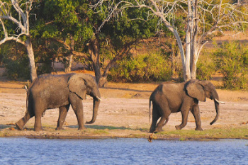 Elephants along the Chobe River