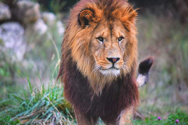 Lion in Africa