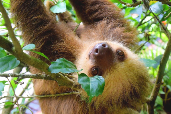 Sloth in costa rica