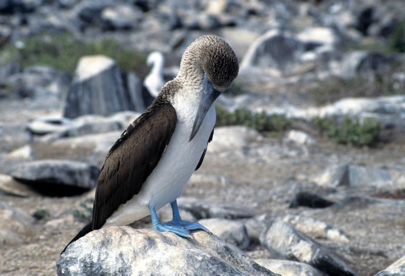 Blue Footed Booby in Galapagos