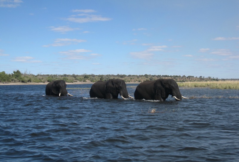 Chobe River, Botswana