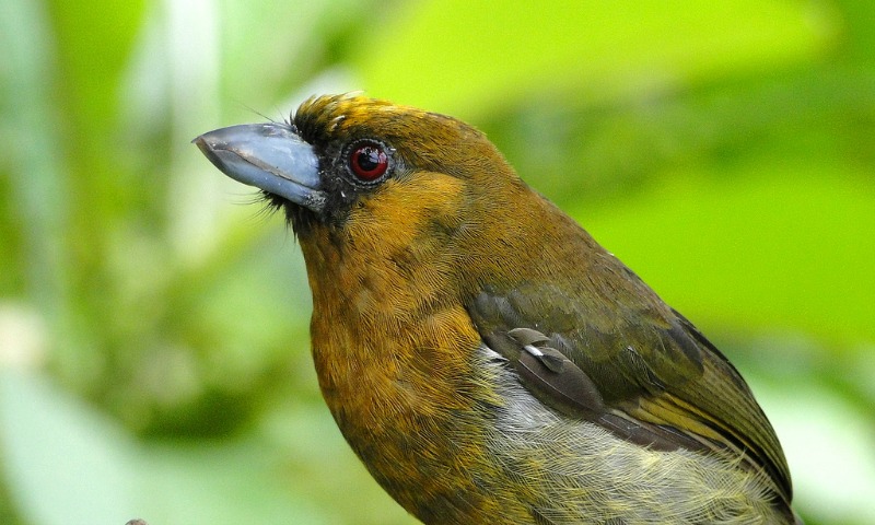 Costa Rica Wildlife: Prong-billed barbet