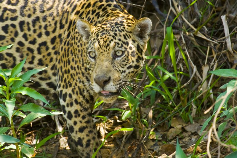 Jaguar in the Pantanal