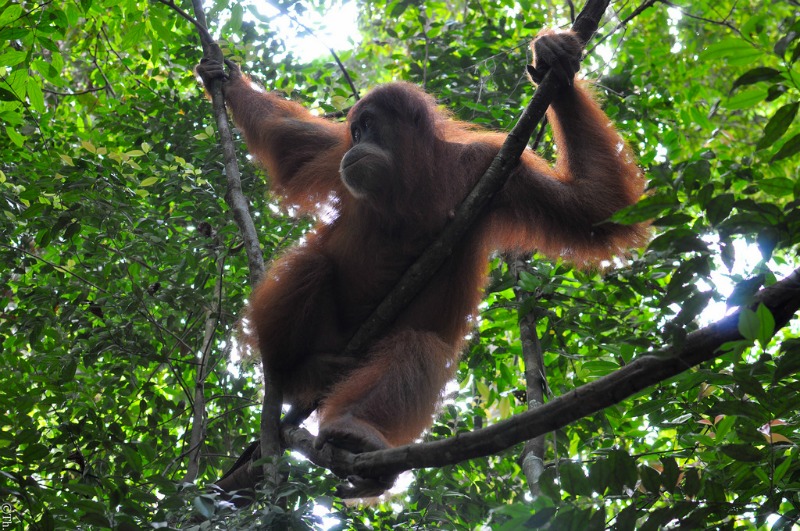 Orangutan in Indonesia