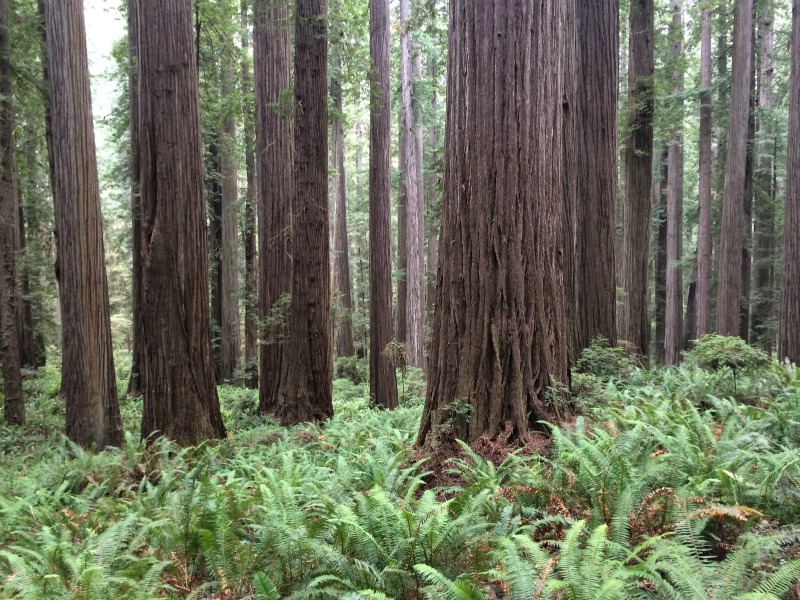 Redwoods, California