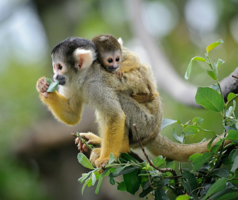 Squirrel Monkey in the Amazon