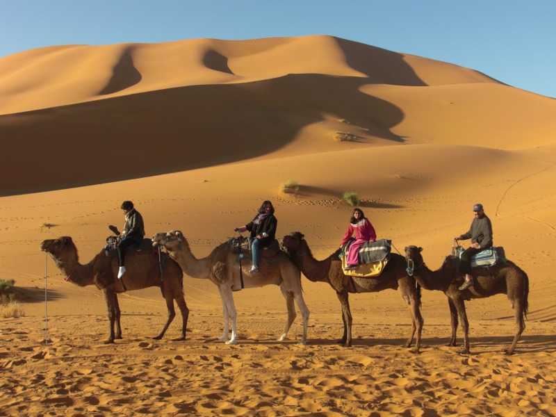 Camels on Sahara