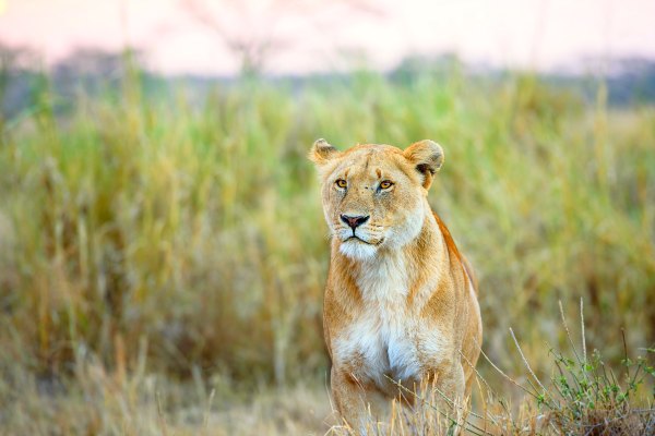 lion in Tanzania