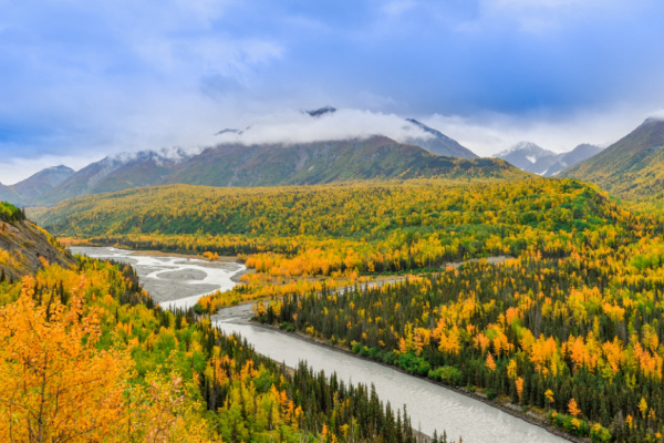 Stunning forest in Alaska.