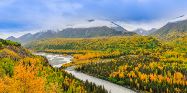 Stunning trees in Anchorage, Alaska.