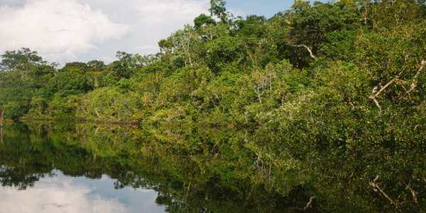 Luscious greenery and water in the Amazon.