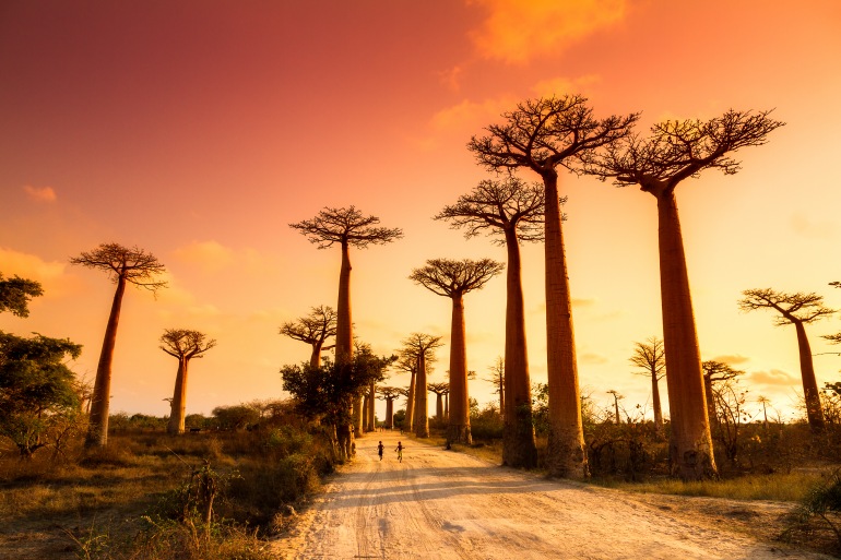 Avenue of Baobabs, Madagascar
