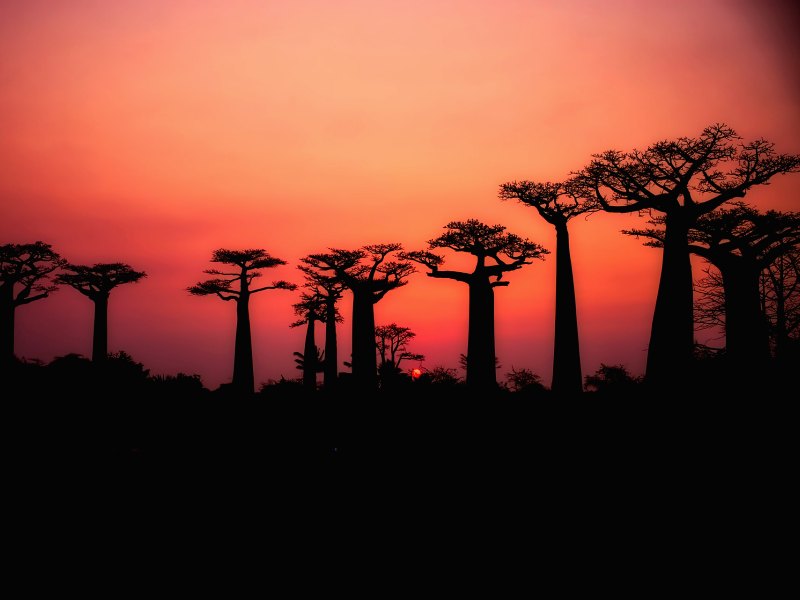 Atracción principal en Madagascar Avenida de los Baobabs
