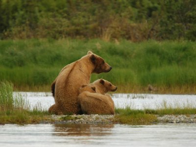 bears in alaska
